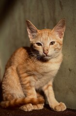 portrait of a cat