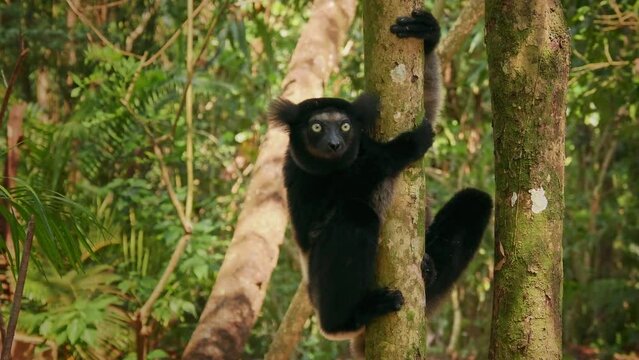 Indri indri - Babakoto the largest lemur of Madagascar has a black and white coat, climbing or clinging, moving through the canopy, herbivorous, feeding on leaves and seeds, fruits and flowers.