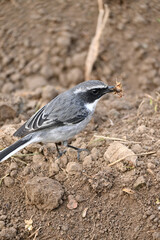 Obraz premium closeup the small grey white wagtail birds eating insect on the brown soil in the rm field soft focus natural brown background.