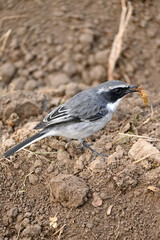 closeup the small grey white wagtail birds eating insect on the brown soil in the rm field soft focus natural brown background.