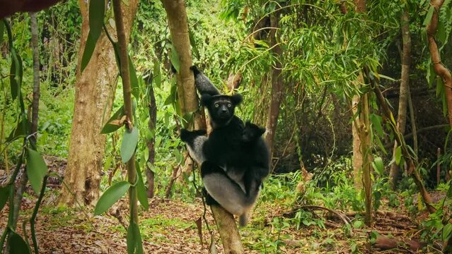 Indri indri with smiling baby - Babakoto the largest lemur of Madagascar has a black and white coat, climbing or clinging, moving through the canopy, herbivorous, feeding on leaves.