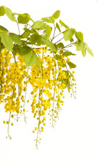 Yellow golden shower flower,cassia  fistula flower isolate on white background. - 575389005