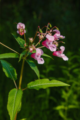 Flowers of Impatiens glandulifera flowers in the meadow