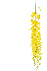 Yellow golden shower flower,cassia  fistula flower isolate on white background. - 575389008