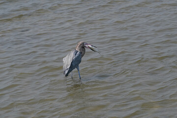 Reddish Egrett Fishing