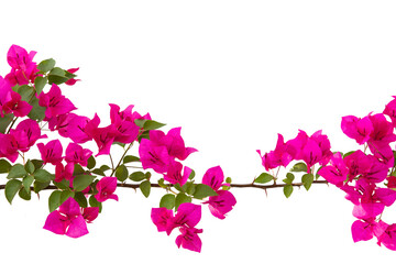 bougainvilleas branch isolated on white background.