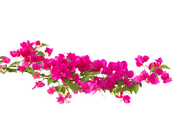 bougainvilleas branch isolated on white background.