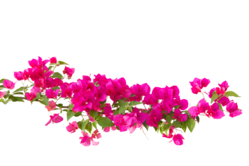 bougainvilleas branch isolated on white background.