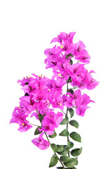 bougainvilleas branch isolated on white background.