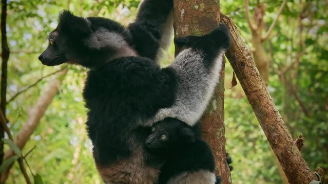 Indri indri with smiling baby - Babakoto the largest lemur of Madagascar has a black and white coat, climbing or clinging, moving through the canopy, herbivorous, feeding on leaves.