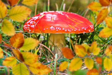 mushroom at autumn in forest