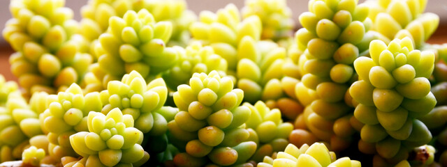 Sedum morganianum (Donkey tail or Burro's tail) is a species of flowering plant in the family Crassulaceae native to southern Mexico.Houseplants concept.Selective focus.