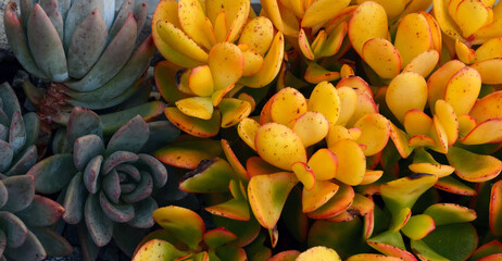 Tropical succulent plants background for design.Crassula and Sedum succulents natural texture.