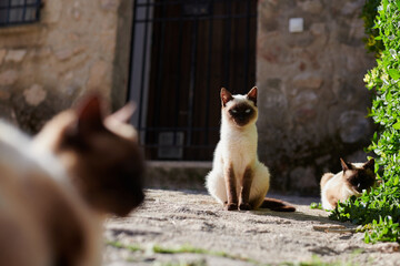 Naklejka na ściany i meble Stray cats, european streets
