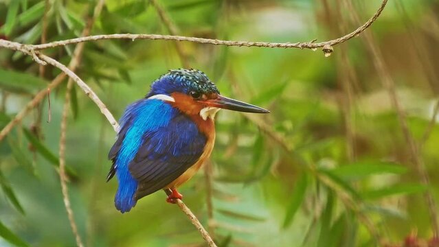 Malagasy or Madagascar Kingfisher - Corythornis vintsioides blue bird in Alcedinidae in Madagascar, Mayotte and the Comoros, natural habitat is subtropical or tropical mangrove forests. 