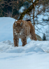 Luchs auf Jagd