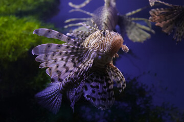 Lionfish (dendrochirus zebra), fish in an aquarium, blurred background