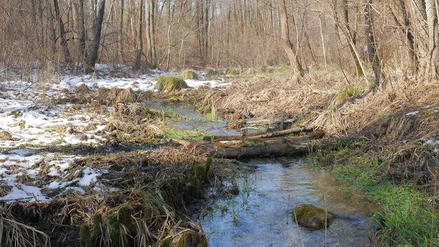 Silesian spring landscape - river side