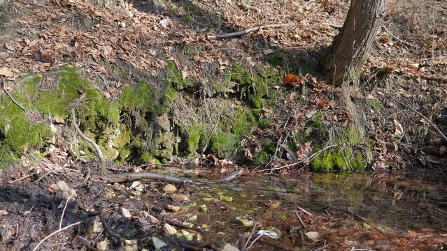Silesian spring landscape - river side