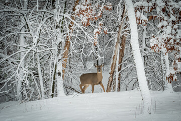 White tailed deer doe in snow cautiously approaches an opening in a Minnesota forest, after a...