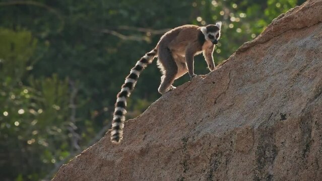 Ring-tailed Lemur - Lemur catta large strepsirrhine primate with long, black and white ringed tail, endemic to Madagascar, known locally in Malagasy as maky or hira. Monkey on the rock goes sleep.