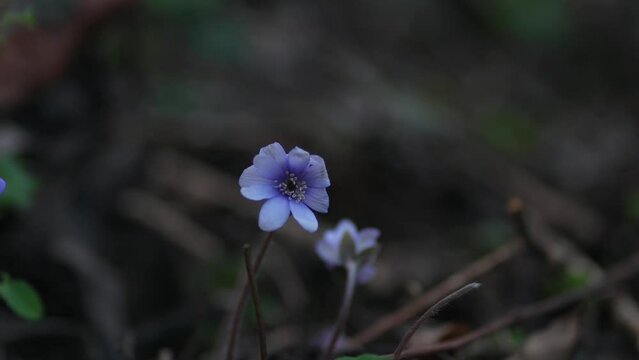Common Hepatica or Anemone Hepatica, Blue Blossom Wild Flower. Violet Purple Hepatica Nobilis, First Spring Flower in the Blurred Background of Nature. Liverleaf, Liverwort, Ranunculaceae family