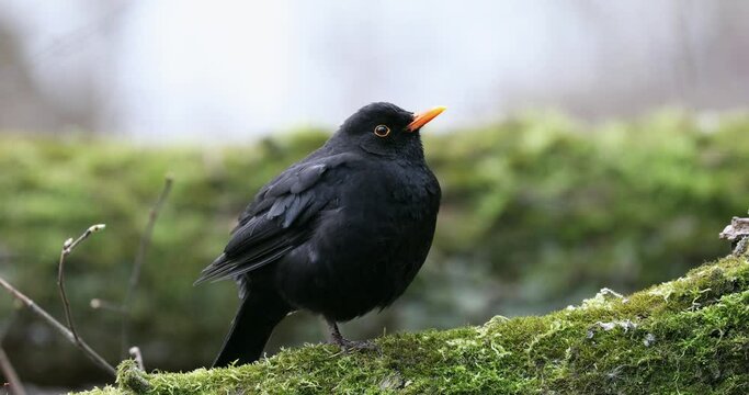 Common Blackbird Turdus merula is Sitting on the Tree Branch. Early Spring.