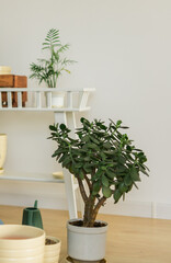 Houseplant Crassula jade plant money tree in white pot in home - home gardening concept