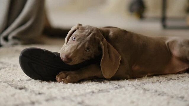 Weimaraner puppy nibbles on the owner's house slipper. Small dog ruins home clothes