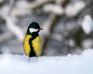 Obraz na płótnie Canvas Great Tit in winter time standing in the snow
