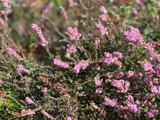 Heather shrub with pink flowers.