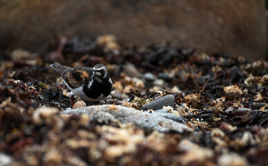 Ruddy Turnstone