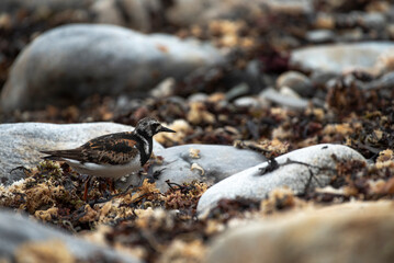Ruddy Turnstone