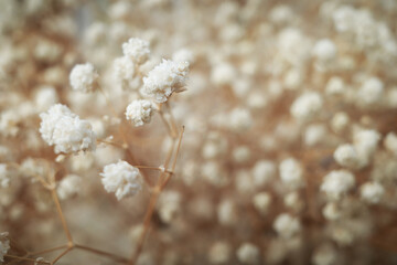 Small white flower Gypsophila dry brown flowers blooming bouquet. 