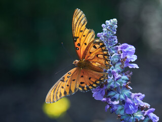 Butterfly on a blue flower