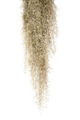 Spanish moss isolated on white background.Save with Clipping path.