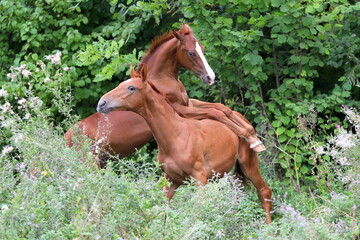 two young  chestnut stallions playing in juicy green bushes