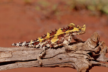 Thorny devil