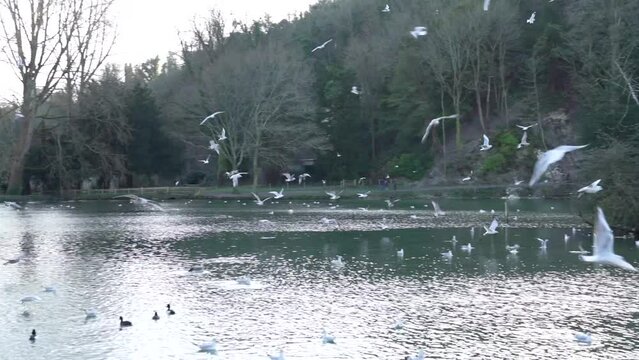 Families are Feeding Birds in Arundel, England. Swanbourne Lake and Sunlight. Very Popular Places, Sightseeing. United Kingdom