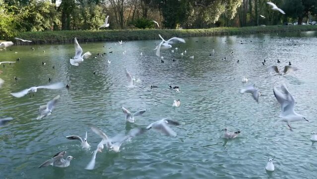 Families are Feeding Birds in Arundel, England. Swanbourne Lake and Sunlight. Very Popular Places, Sightseeing. United Kingdom