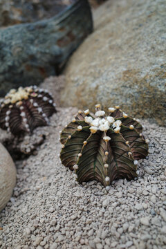 Rock Gardening with succulent plants Gymnocalycium lb 2178 hybrid cactus