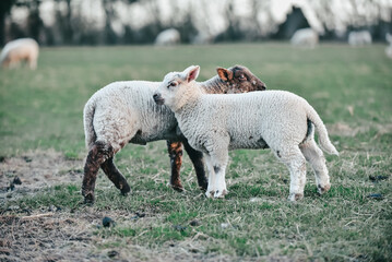 Obraz na płótnie Canvas Spring Lambs hugging