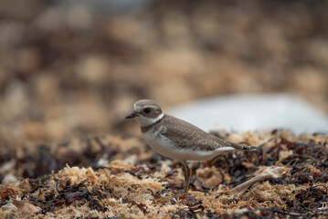 Semipalmated Plover