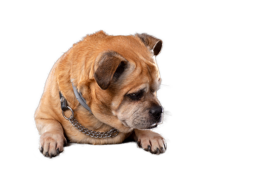 dog isolated, png file