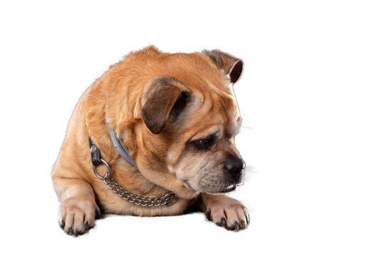 dog isolated, png file