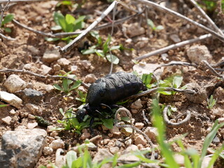 A female of a large black beetle without wings on a sunny spring day. A poisonous beetle with a soft belly on stony soil among green grass. Meloe proscarabaeus in its natural environment.