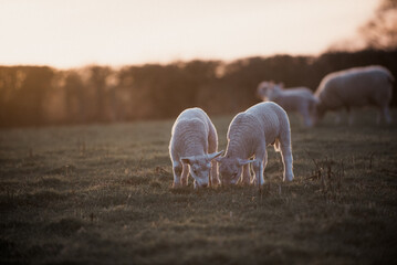 Lambs and Ewes in a golden spring sunset farmer's field © maywhiston