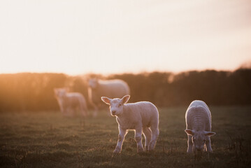 Lambs and Ewes in a golden spring sunset farmer's field © maywhiston
