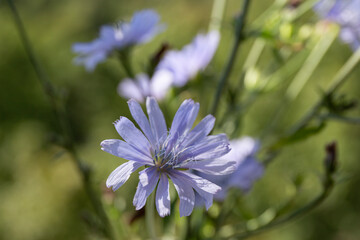 Fototapeta premium chicory flowers on a green field