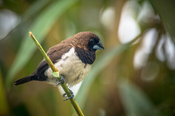 The Javan munia (Lonchura leucogastroides) is a species of estrildid finch native to southern Sumatra, Java, Bali and Lombok islands in Indonesia